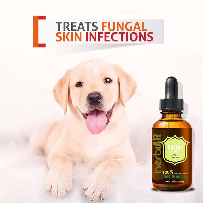 Castor Oil For Dogs Is Castor Oil Safe For Dogs Ventasuper
