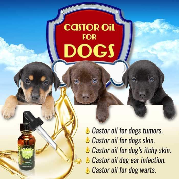 Castor Oil For Dogs Is Castor Oil Safe For Dogs Ventasuper